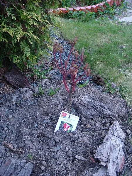 Крупные цветки древовидного пиона — розовые и красные оттенки